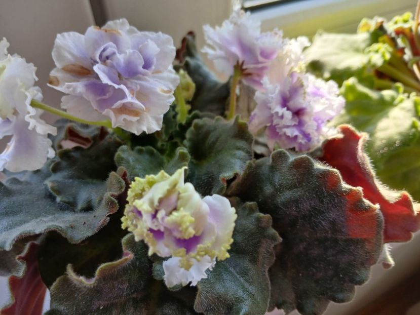  - Nk Francuzskij Bulvar