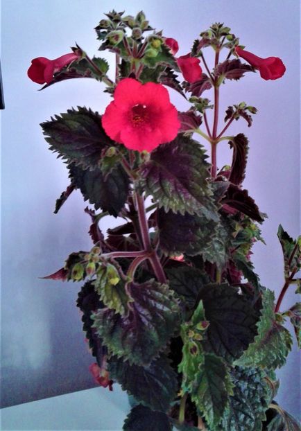  - 000018 ACHIMENES