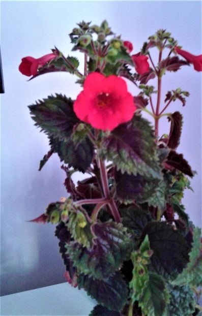  - 000018 ACHIMENES