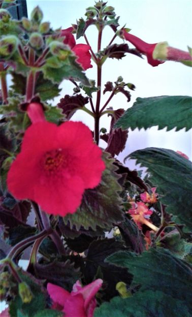  - 000018 ACHIMENES