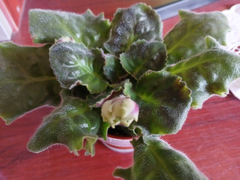  - AV Polet Vaiikirii