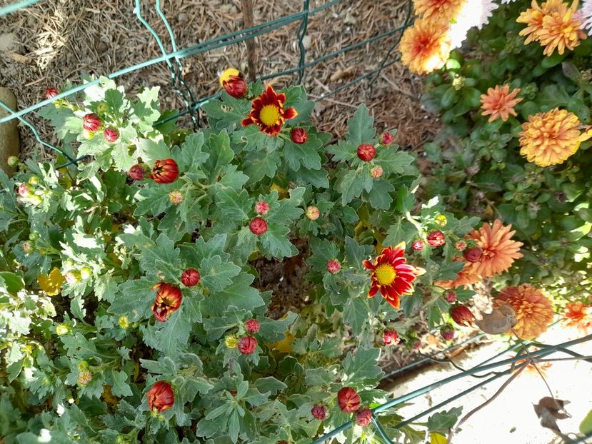  - 1 2024 Din nou cu natura impreuna !