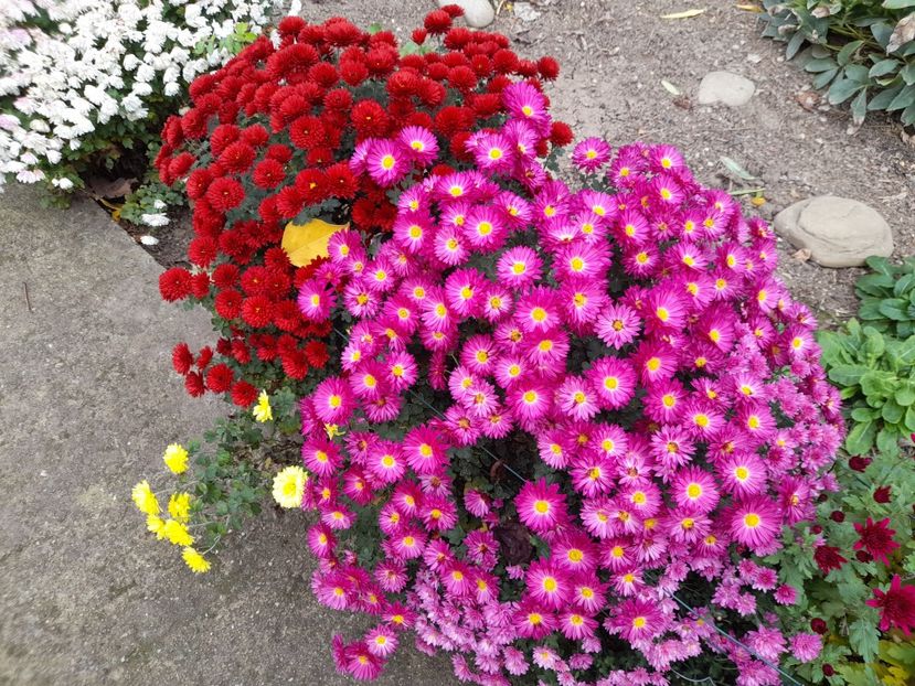  - 1 2024 Din nou cu natura impreuna !