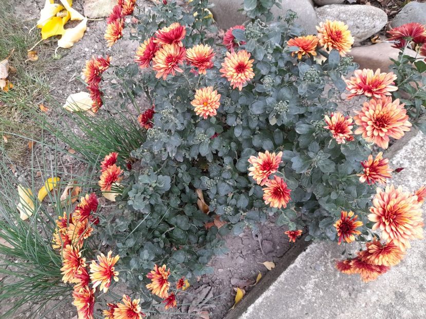  - 1 2024 Din nou cu natura impreuna !