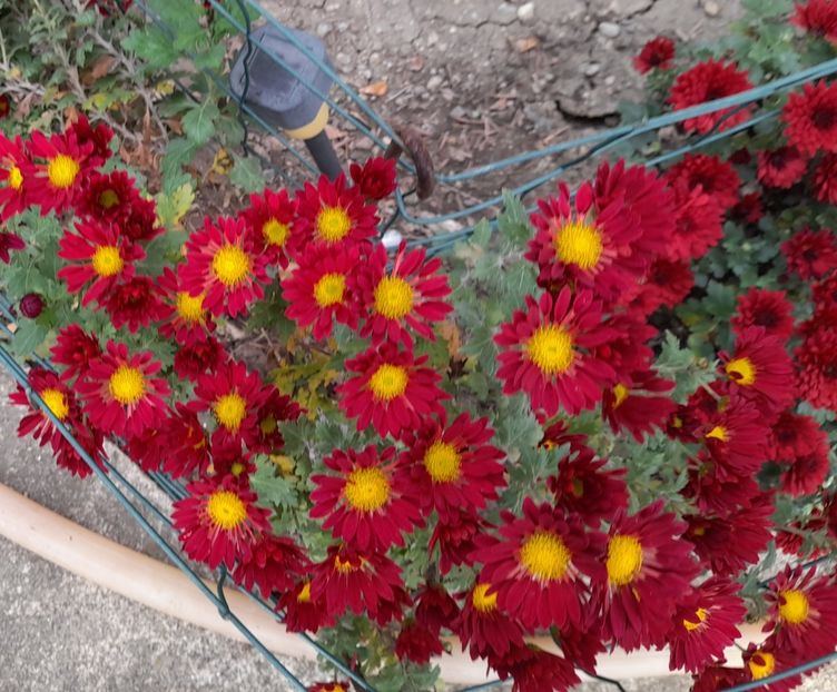  - 1 2024 Din nou cu natura impreuna !