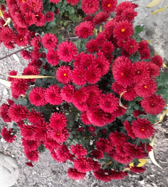  - 1 2024 Din nou cu natura impreuna !