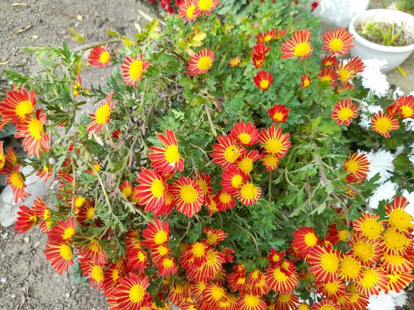  - 1 2024 Din nou cu natura impreuna !