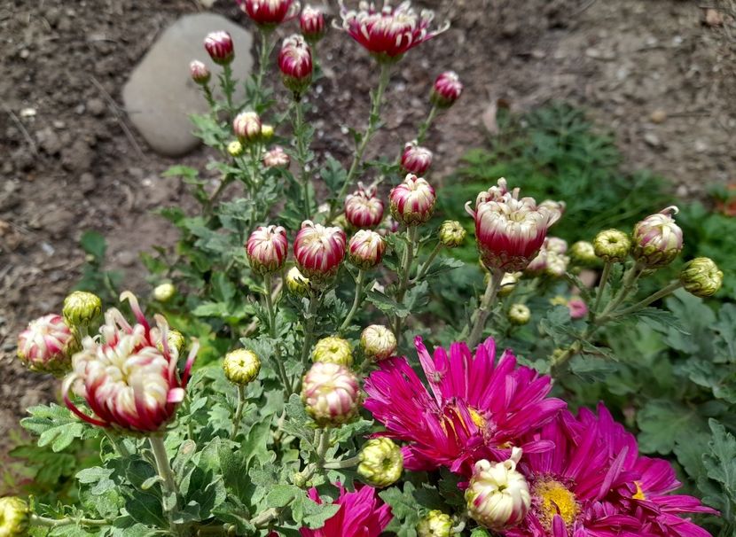  - 1 2024 Din nou cu natura impreuna !