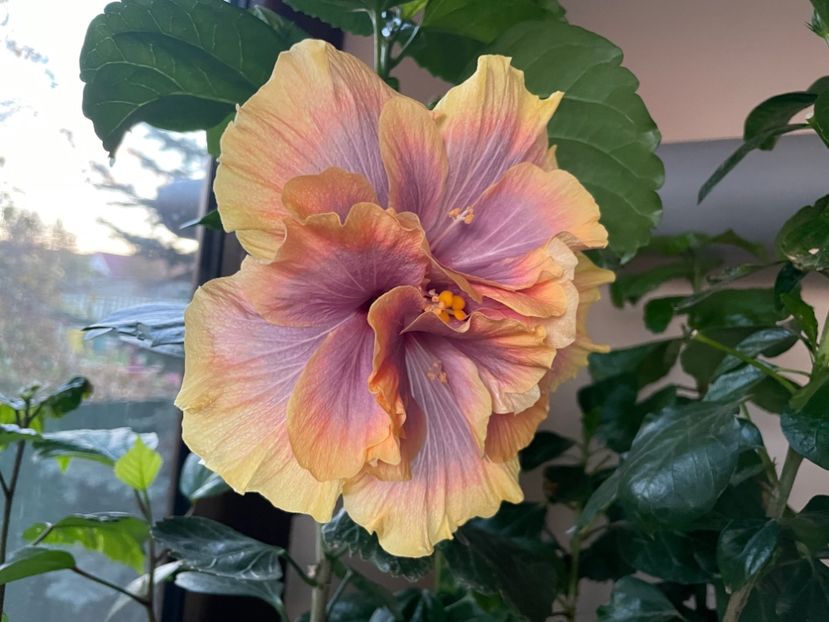  - Wind Rosa Feng Xiajunr