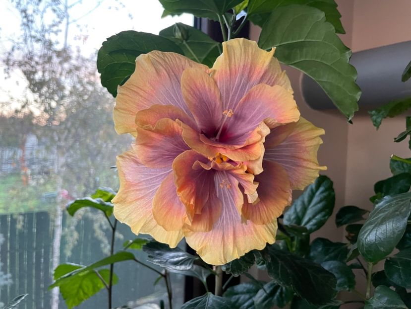  - Wind Rosa Feng Xiajunr