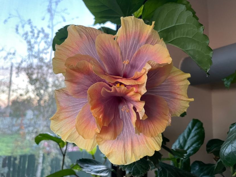  - Wind Rosa Feng Xiajunr