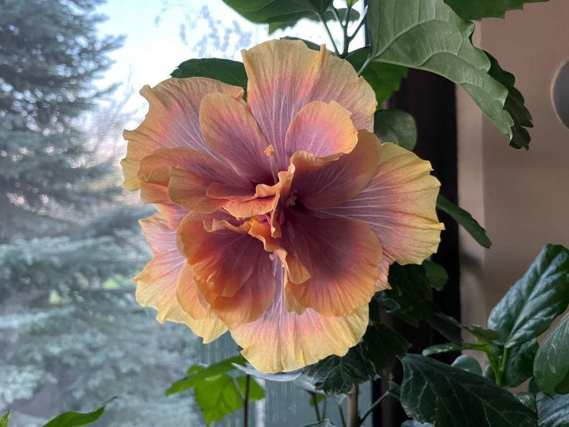  - Wind Rosa Feng Xiajunr