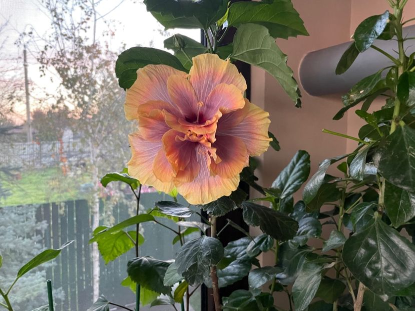  - Wind Rosa Feng Xiajunr