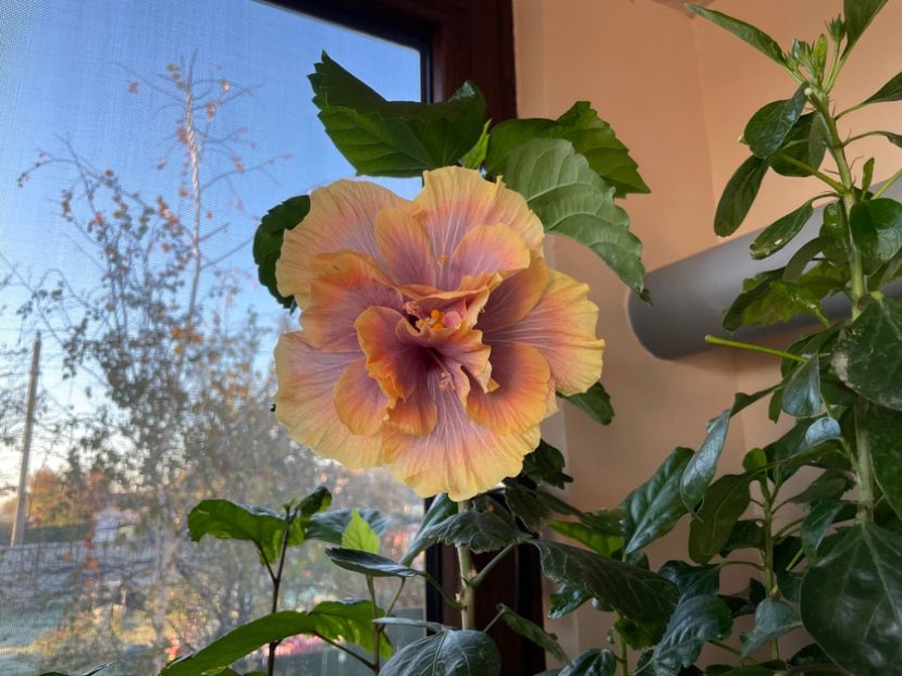  - Wind Rosa Feng Xiajunr