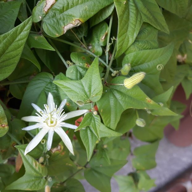  - PASSIFLORA