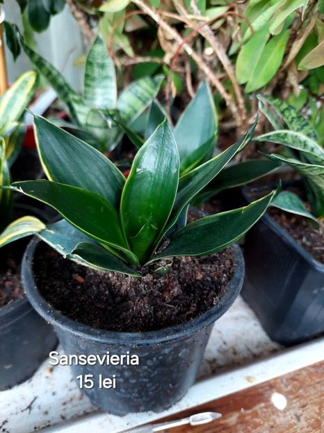  - Plante de vanzare