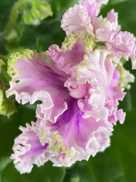  - Rosie Ruffles