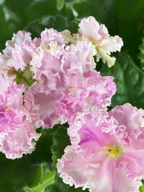  - Rosie Ruffles