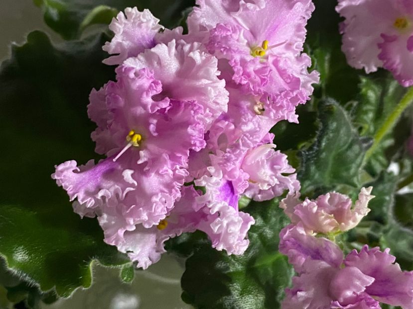  - Rosie Ruffles
