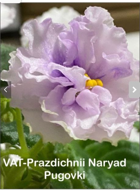  - VAT -Prazdnichnii Naryad Pugovki