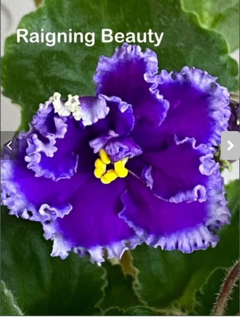  - Raigning Beauty