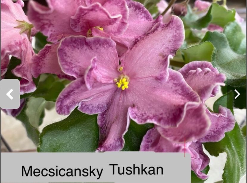  - AV-Mecsicansky Tushkan