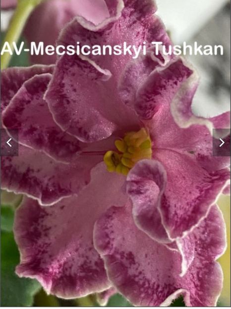  - AV-Mecsicansky Tushkan