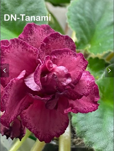  - DN-Tanami