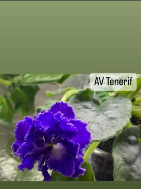  - AV-Tenerif