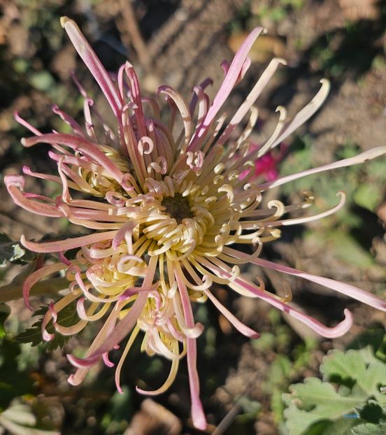  - Crizanteme 22 23 24