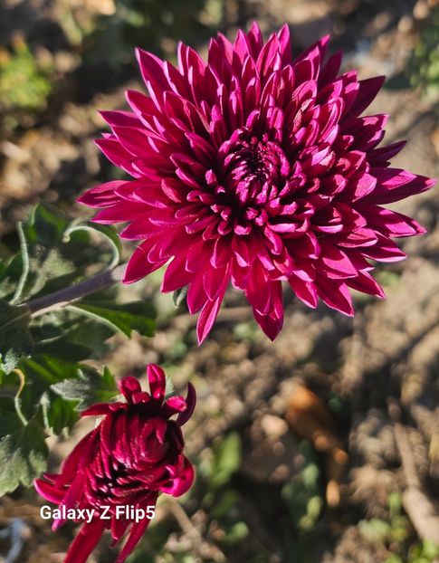  - Crizanteme 22 23 24