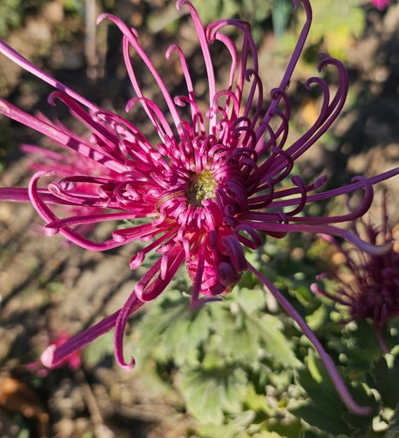  - Crizanteme 22 23 24