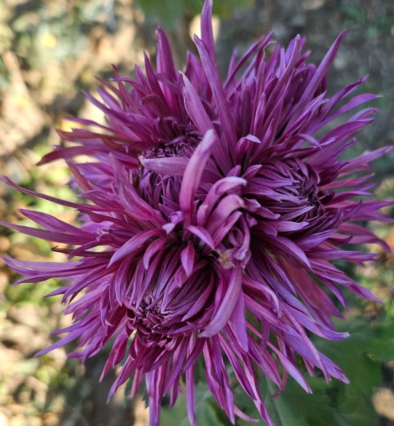  - Crizanteme 22 23 24