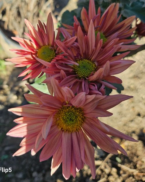  - Crizanteme 22 23 24