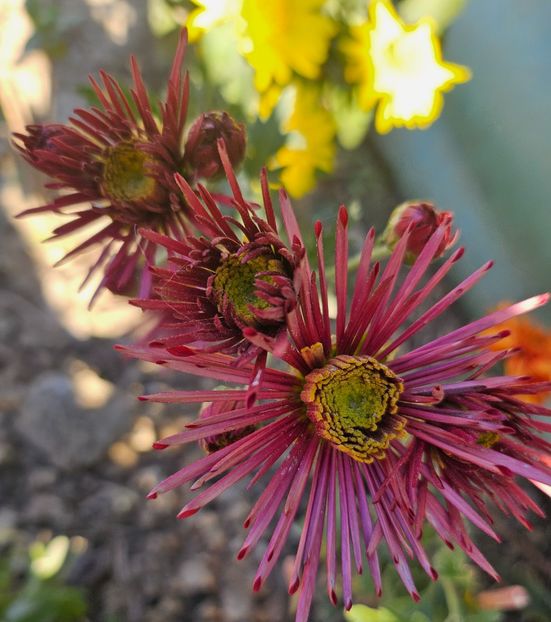  - Crizanteme 22 23 24