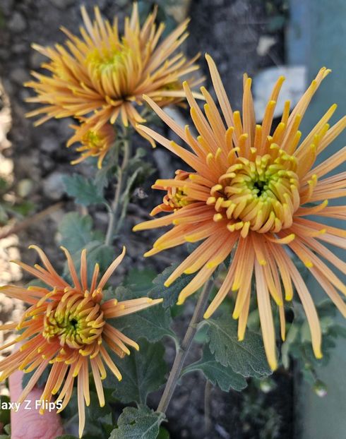  - Crizanteme 22 23 24