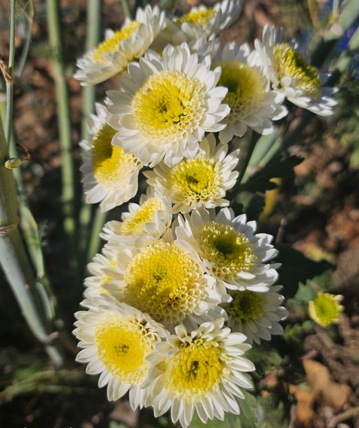  - Crizanteme 22 23 24