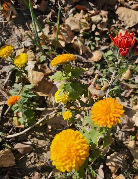  - Crizanteme 22 23 24