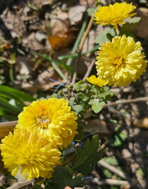  - Crizanteme 22 23 24