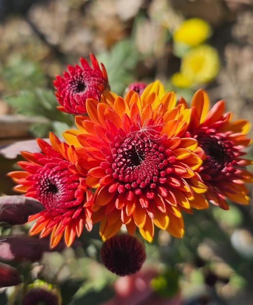  - Crizanteme 22 23 24