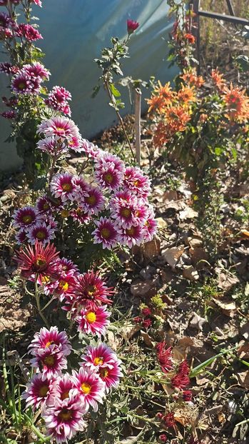  - Crizanteme 22 23 24