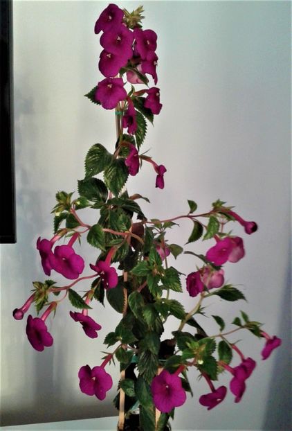  - achimenes Jenifer Goode iem 1985