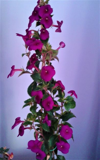  - achimenes Jenifer Goode iem 1985