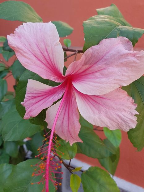 ALBO LACINATUS, poza preluata - X Albo Lacinatus