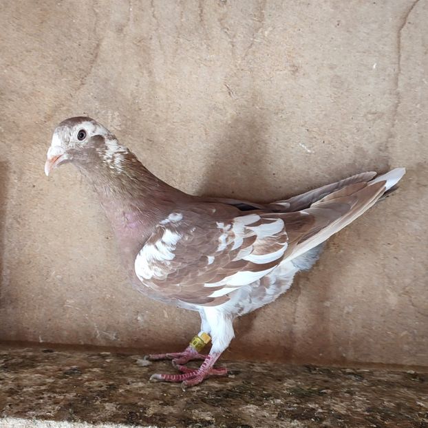 Femela 24-441 GB - Meulemans