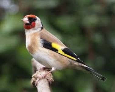 descărcare (1) - CARDUELIS-CARDUELIS