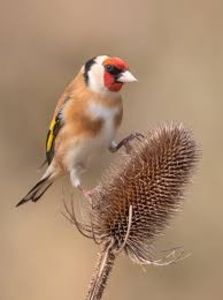 descărcare (3) - CARDUELIS-CARDUELIS