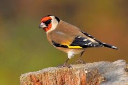 descărcare (4) - CARDUELIS-CARDUELIS