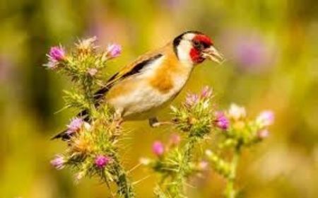 descărcare (6) - CARDUELIS-CARDUELIS