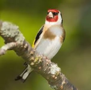 descărcare - CARDUELIS-CARDUELIS